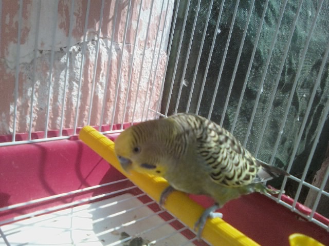 Periquito-australiano